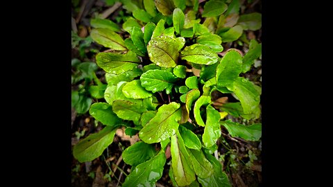 February garden