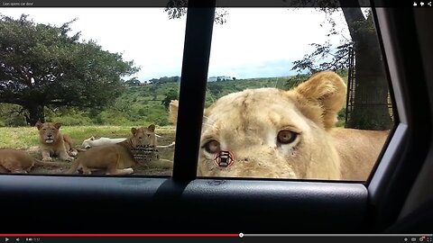 Lion opens car door