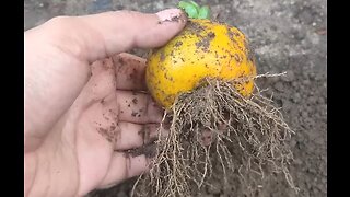 how to grow orange