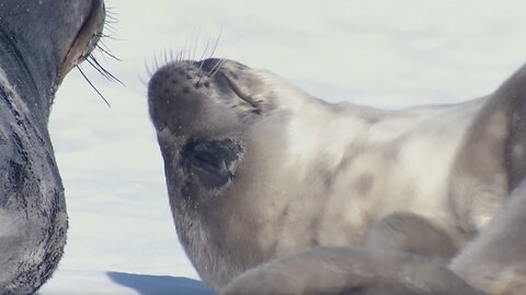 Two-Week-Old Seal Learns to Swim | Animal Super Parents