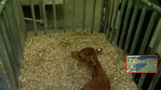 Erie County Fair Begins - Calves get breakfast