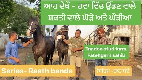 ਆਹ ਦੇਖੌ - ਹਵਾ ਵਿੱਚ ਉੱਡਣ ਵਾਲੇ ਸ਼ਕਤੀ ਵਾਲੇ ਘੋੜੇ ਤੇ ਘੌੜੀਆ, see magic horses @rumble