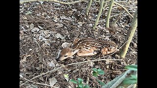 I FOUND A BABY FAWN AT LONGWOOD GOLF COURSE! (Construction is taking their home)!