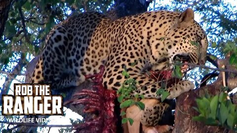 Young Leopard Feeds As His Mother Watches | Archive Leopard Footage
