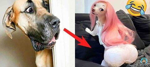 Try Not to Laugh at These Funny Dog Videos🐶😹 - Funniest Animals 2023