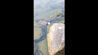 Turtle eating crappie