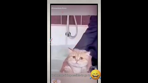 #funny#funnyanimals