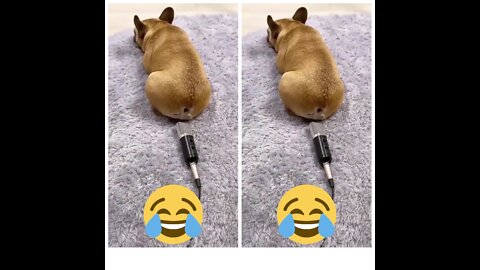 Dog Farts Into Microphone !!!