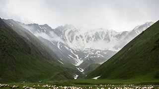 Sheeps and goats in free farms