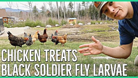 Homestead Chores with Tucker & Chickens Prefer Grubterra Black Soldier Fly Larvae VS Oyster Shells