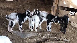 WE LOVE BABY GOATS MORE!