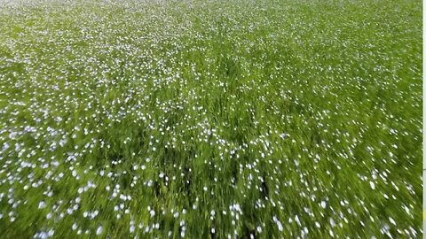 Flax Fields