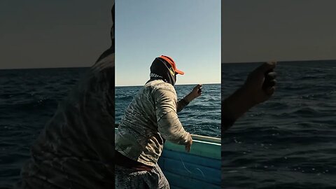 Hand lining Yellowfin Tuna #fishing