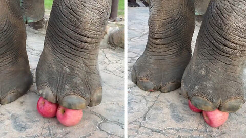 Elephant crashing apple's before eating