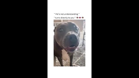 funniest dog moments😂