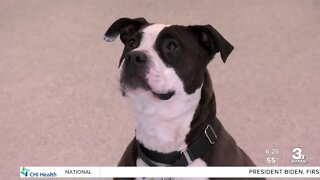 Adoption Option: Farah at the Nebraska Humane Society