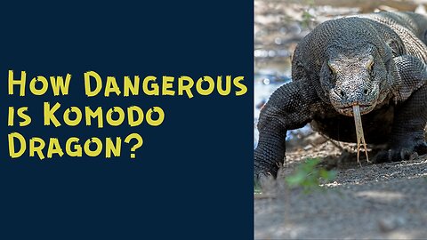 How Dangerous is Komodo Dragon?