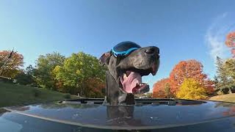 Funny Great Dane Moose LOVES Sunroof Surfing With His Rex Specs Goggles