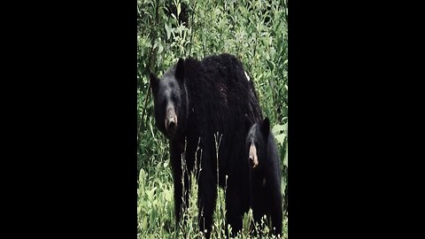 Black Bears In town Belfast, Maine