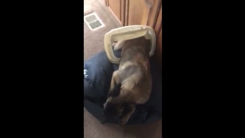 Dog busted for getting into the trash