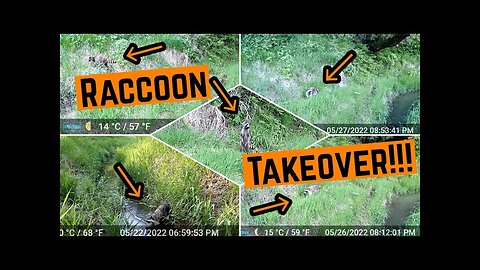 TRAILCAM Tuesday!!! (More Raccoons Than Ever!!!)