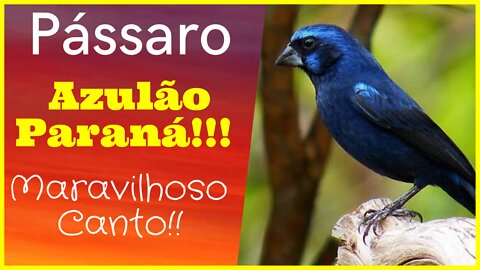 Lindo e Belo Canto!!! Azulão Paraná