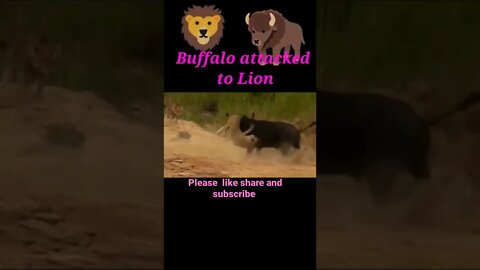Buffalo attacked to Lion 🦁#shorts #shortvideo #youtubeshorts