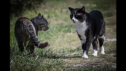 Super angry cats fighting