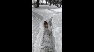 French Bulldog runs through maze of huge snowfall