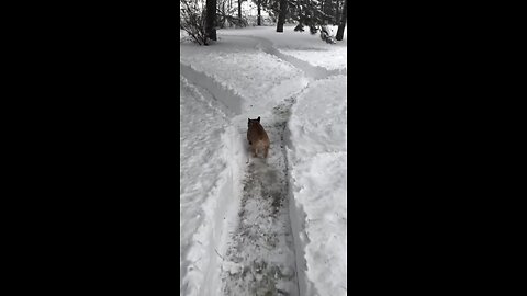 French Bulldog runs through maze of huge snowfall