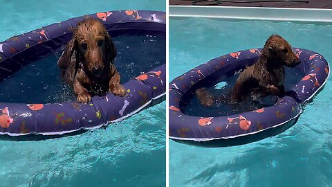 Sausage Dog Loves His New Pool Floaty