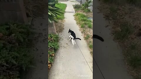 Every time I walk the dog, the cat comes along