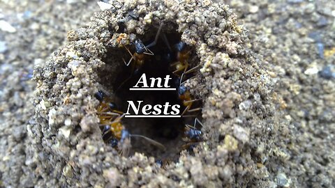 Ant Nests II Ant Mound