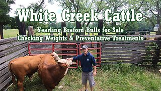 Purebread Braford Bulls for Sale