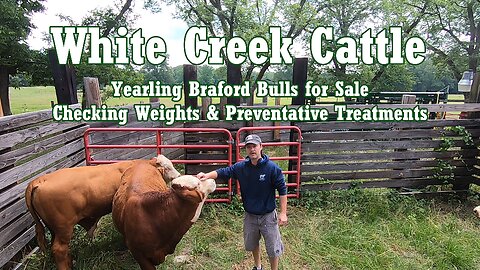 Purebread Braford Bulls for Sale