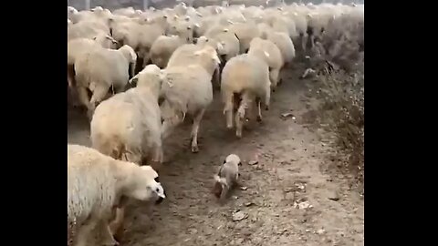 Sheep Dog Pup Is New On The Job