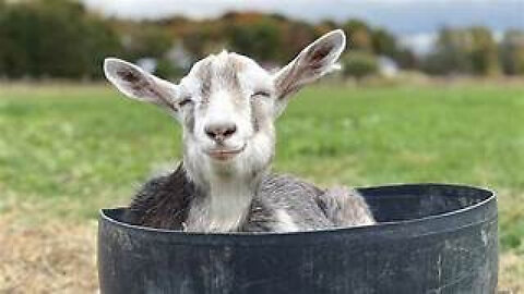 These Are The Most Lovable GOATS! - "MR Scmurgle The Goat" 2023