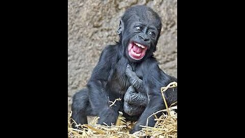 baby Gorilla cute #monkeys #monkey #lughing #laugh #pranks #prank