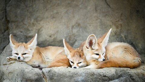 What Fennec Fox Think