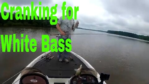 Cranking for White Bass