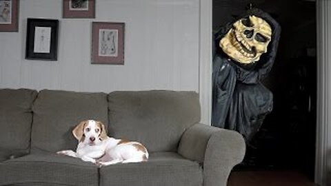 Dog Not Scared of Grim Reaper: Funny Dog Maymo