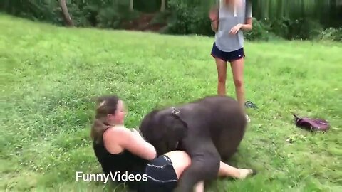 Funny Animals Videos | Funny Girl Video 2023 | Funny girl Fails | Funny zoo Animals