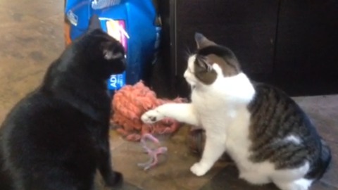 Kitty Considers Slapping Bigger Cat, Realizes It's Not A Good Idea