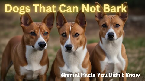 Did You Know About Barkless dogs? Animal Facts You Didn't Know