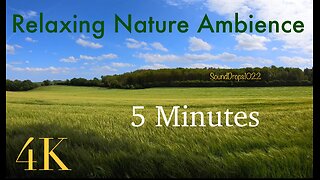 Serene Grass Field Ambience: 5-Minute Escape