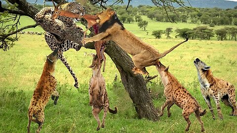The Battle Of The Predators Fighting For Food Is Scary! Leopard Vs Lion Vs Hyenas - Who Will Win
