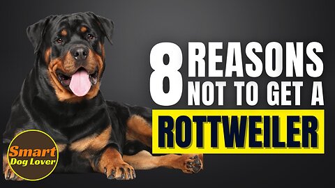 8 Reasons Why You SHOULD NOT Get a Rottweiler | Dog Training Program