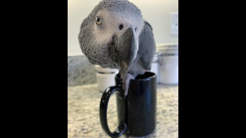 African parrot playing