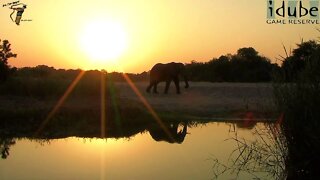 Elephant At Sunset