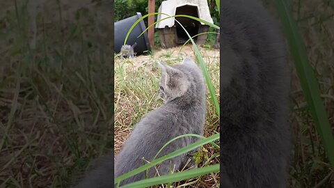 Kitten Complains about Insufficent Kisses From Uncle Killer